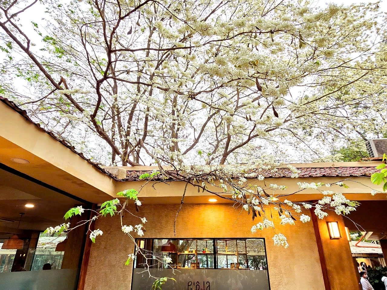 Với người Hà Nội, hoa sưa gắn liền với thời gian chuyển mùa từ đông sang hè. Năm nay, do thời tiết ấm áp nên hoa sưa nở sớm hơn thường lệ.