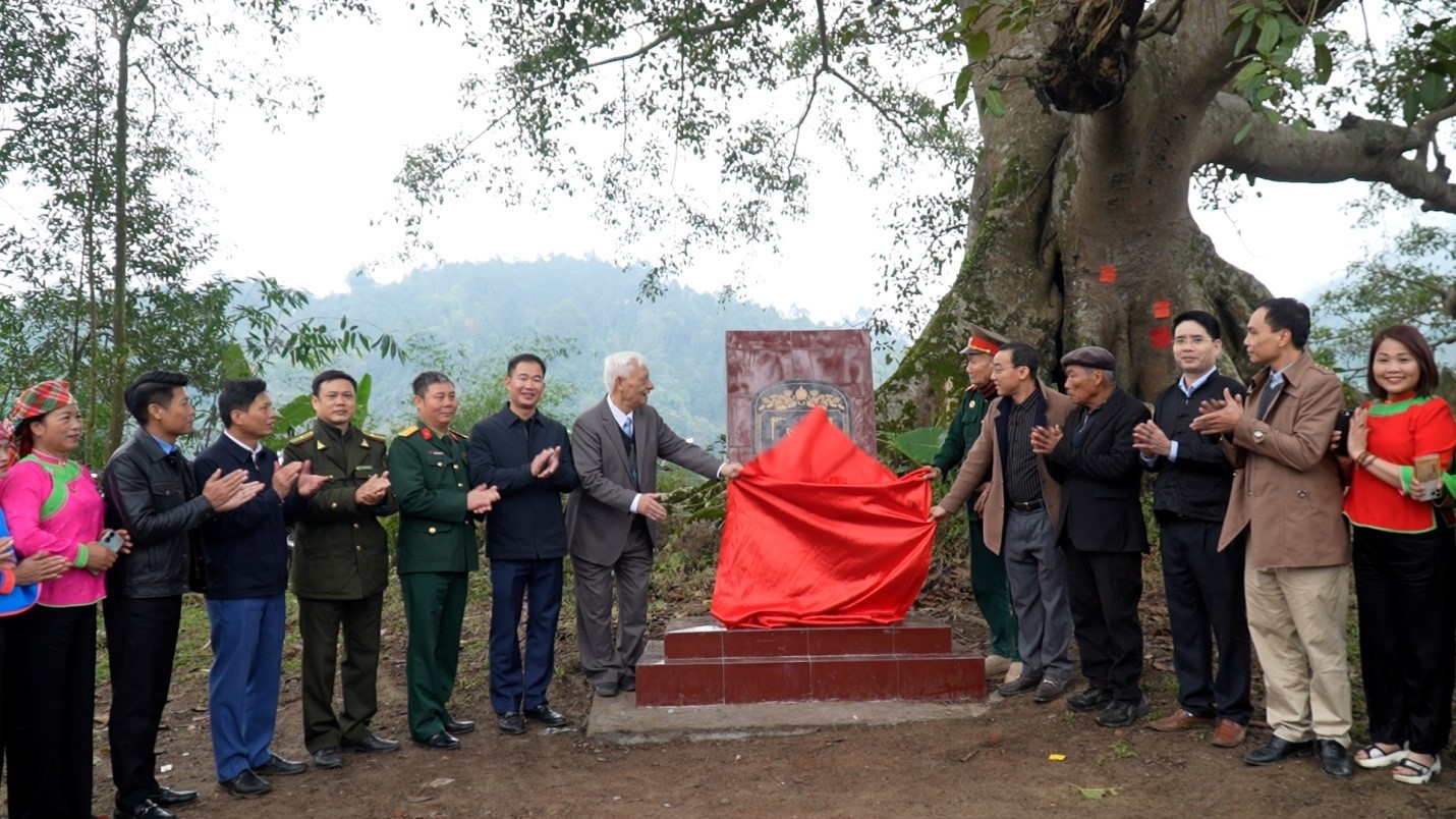 Cây đa thôn Tòng Xành (250 tuổi) được công nhận Cây Di sản Việt Nam. cs9.jpg