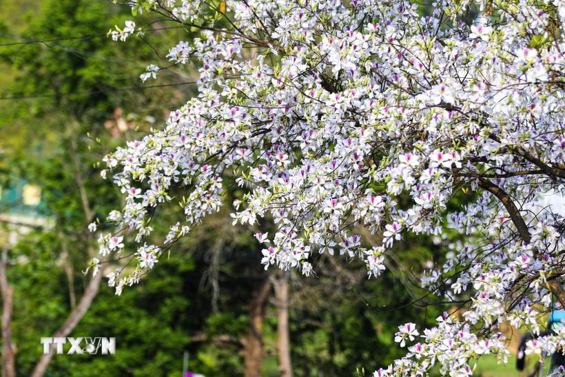 Hoa ban khoe sắc khắp phố phường Điện Biên. (Ảnh: Phan Quân/TTXVN)