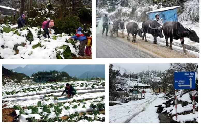 Thủ tướng Chính phủ yêu cầu chủ động phòng, chống rét đậm, rét hại kéo dài.