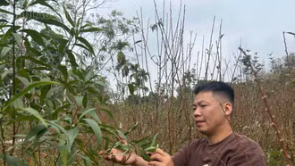 Làng đào Giới Phiên khi nắng ấm bất thường