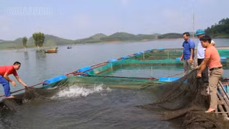 Hồ thủy điện Thác Bà 2: Nhiều lợi thế để phát triển nghề nuôi thủy sản