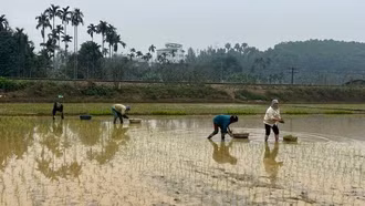 Nông dân “ăn Tết ngắn, ra đồng sớm"