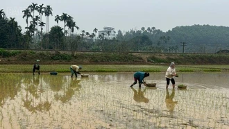 Nông dân “ăn Tết ngắn, ra đồng sớm"