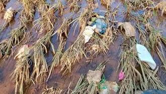 Bãi rác Báo Đáp gây ô nhiễm cho cánh đồng Đìu