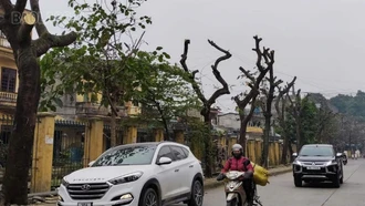 Cắt tỉa cây phải vì phố phường thêm xanh 
