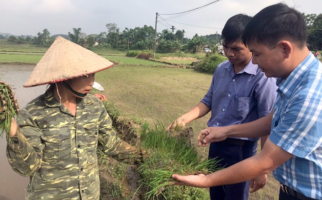 Yên Bái tập trung thu chiêm làm mùa ảnh 4 Yên Bái tập trung thu chiêm làm mùa ảnh 4