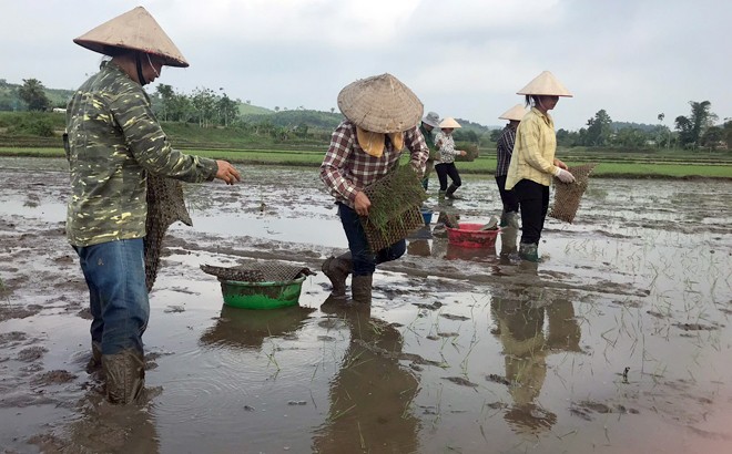 Yên Bái tập trung thu chiêm làm mùa ảnh 3 Yên Bái tập trung thu chiêm làm mùa ảnh 3