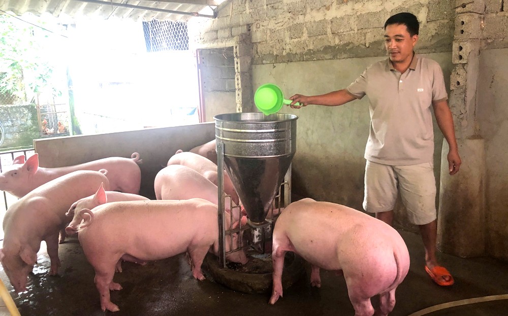 Yên Bái hướng tới chăn nuôi đại gia súc bền vững ảnh 1 Yên Bái hướng tới chăn nuôi đại gia súc bền vững ảnh 1