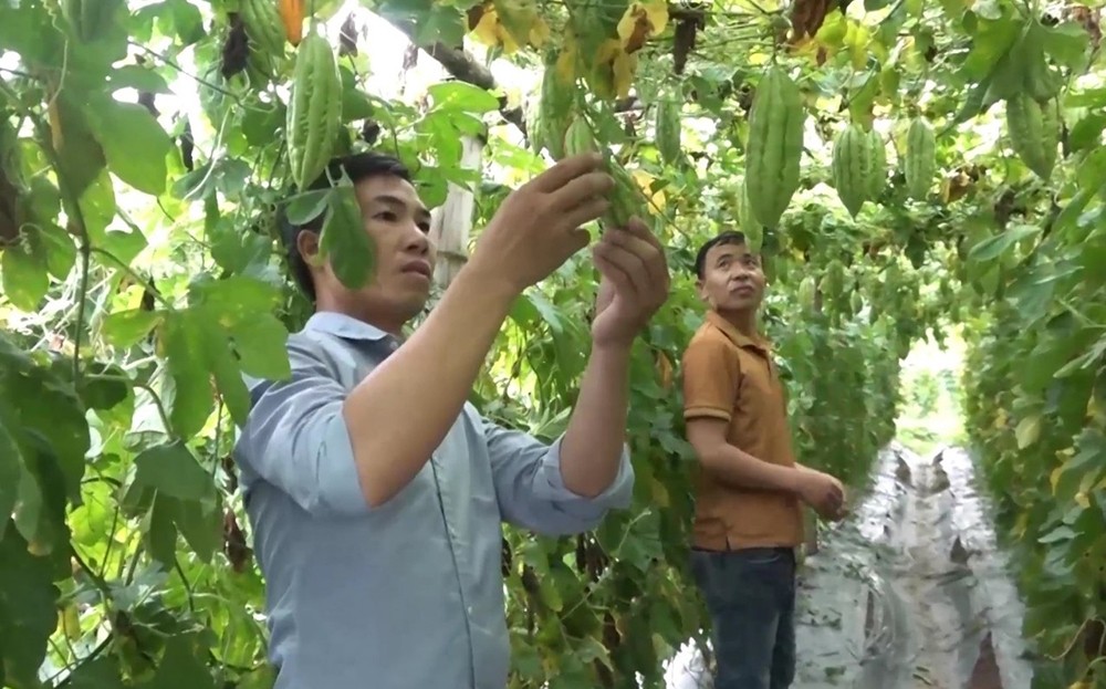 Những cái “bắt tay” tiền tỷ của nông dân Nghĩa Lộ ảnh 1 Những cái “bắt tay” tiền tỷ của nông dân Nghĩa Lộ ảnh 1