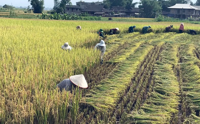 Yên Bái tập trung thu chiêm làm mùa ảnh 1 Yên Bái tập trung thu chiêm làm mùa ảnh 1