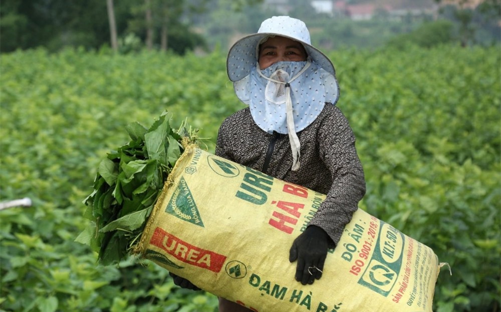 Lũ về 'tặng' phù sa, bãi dâu xanh ngút ngát ảnh 2 Lũ về 'tặng' phù sa, bãi dâu xanh ngút ngát ảnh 2