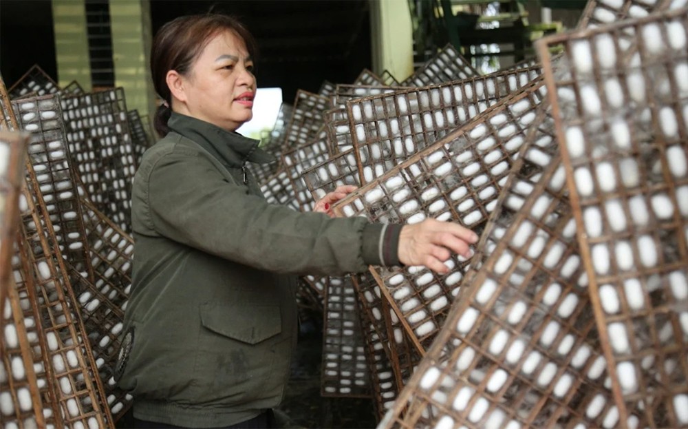 Lũ về 'tặng' phù sa, bãi dâu xanh ngút ngát ảnh 4 Lũ về 'tặng' phù sa, bãi dâu xanh ngút ngát ảnh 4