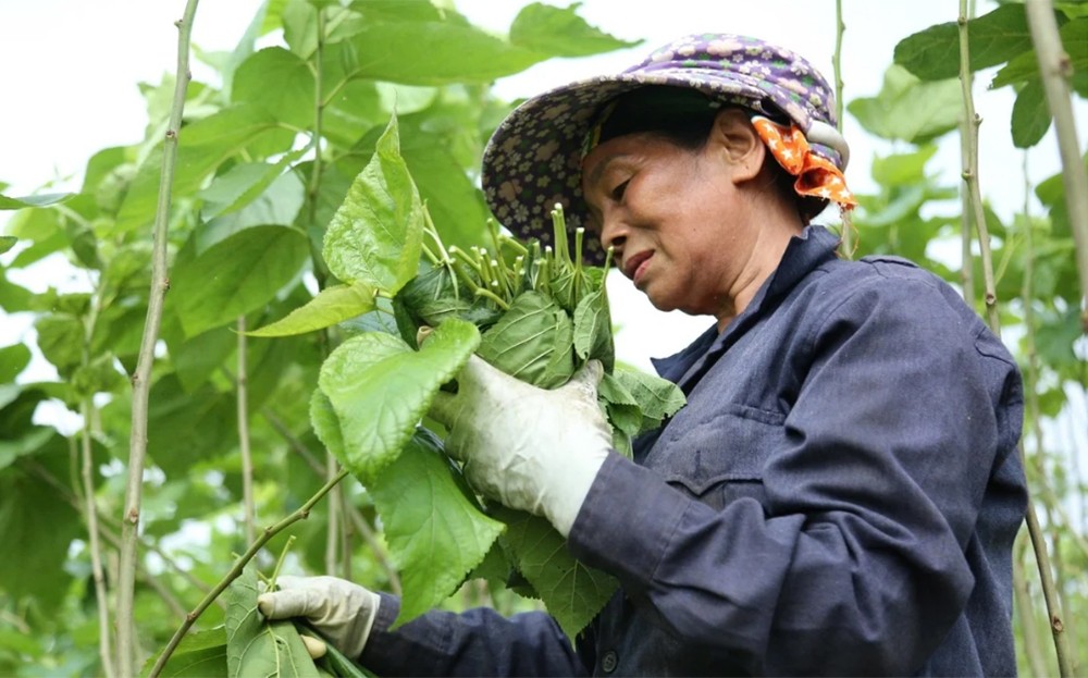 Lũ về 'tặng' phù sa, bãi dâu xanh ngút ngát ảnh 1 Lũ về 'tặng' phù sa, bãi dâu xanh ngút ngát ảnh 1