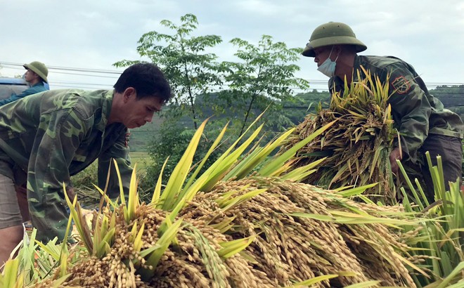 Yên Bái tập trung thu chiêm làm mùa ảnh 2 Yên Bái tập trung thu chiêm làm mùa ảnh 2