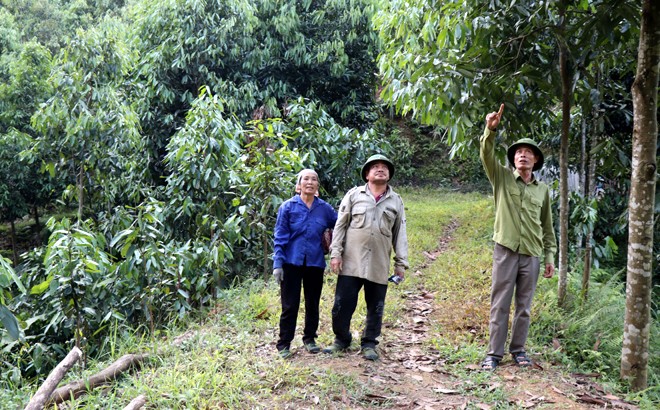 Trên 200 ha quế ở Quy Mông (Trấn Yên) bị sâu hại ảnh 3 Trên 200 ha quế ở Quy Mông (Trấn Yên) bị sâu hại ảnh 3