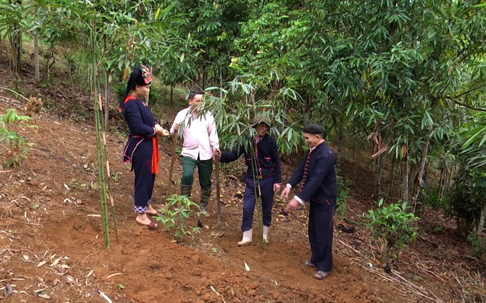 Văn Chấn tập trung phát triển cây măng sặt
