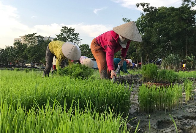 Nghĩa Lộ gieo cấy gần 40% diện tích lúa mùa ảnh 3 Nghĩa Lộ gieo cấy gần 40% diện tích lúa mùa ảnh 3