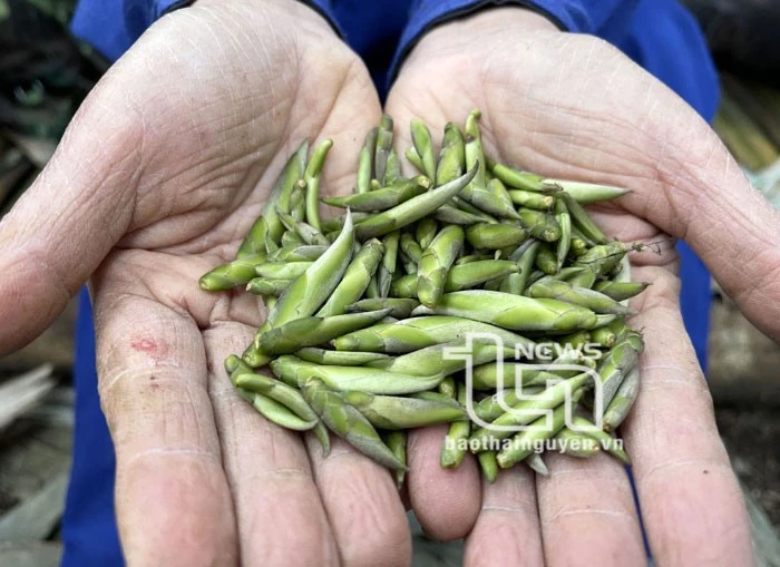 Vén màn' bí ẩn chè cổ núi Tam Đảo thuộc địa phận Thái Nguyên - Kỳ 2: Giống chè Shan quý ảnh 6