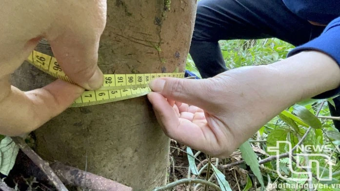 Vén màn' bí ẩn chè cổ núi Tam Đảo thuộc địa phận Thái Nguyên - Kỳ 2: Giống chè Shan quý ảnh 2