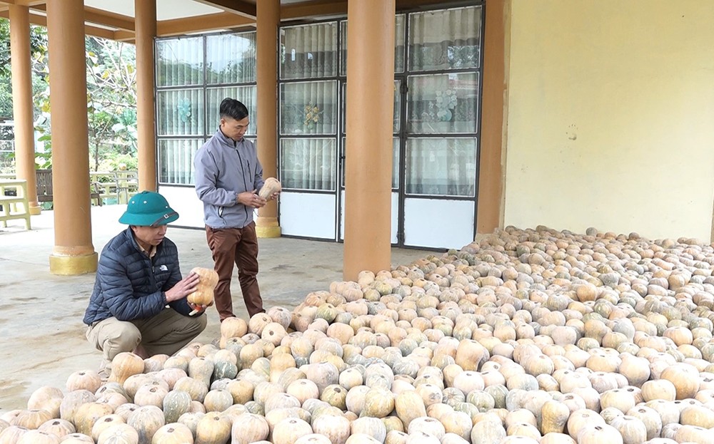 Những nông dân Nghĩa Lộ “bắt đất nhả vàng” ảnh 1 Những nông dân Nghĩa Lộ “bắt đất nhả vàng” ảnh 1