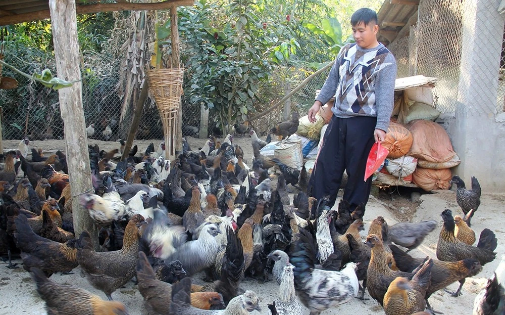 Nơi tre “gọi” bình minh ảnh 1