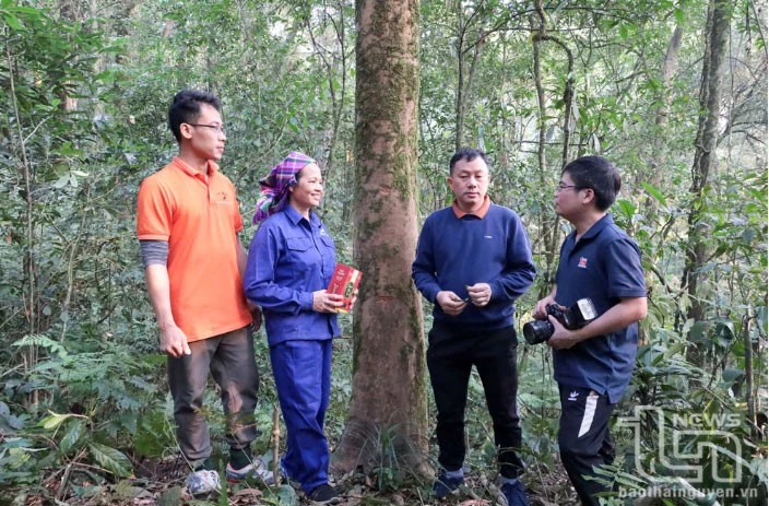 Vén màn' bí ẩn chè cổ núi Tam Đảo thuộc địa phận Thái Nguyên - Kỳ 2: Giống chè Shan quý ảnh 4