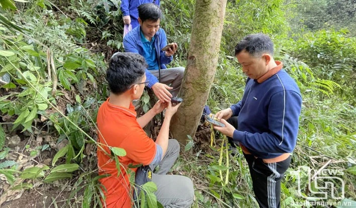 Vén màn' bí ẩn chè cổ núi Tam Đảo thuộc địa phận Thái Nguyên - Kỳ 2: Giống chè Shan quý ảnh 3