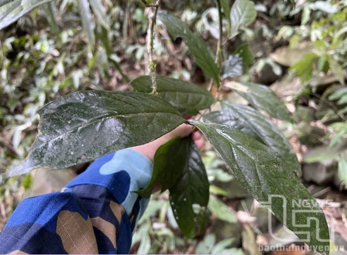 Vén màn' bí ẩn chè cổ núi Tam Đảo thuộc địa phận Thái Nguyên - Kỳ 2: Giống chè Shan quý ảnh 5