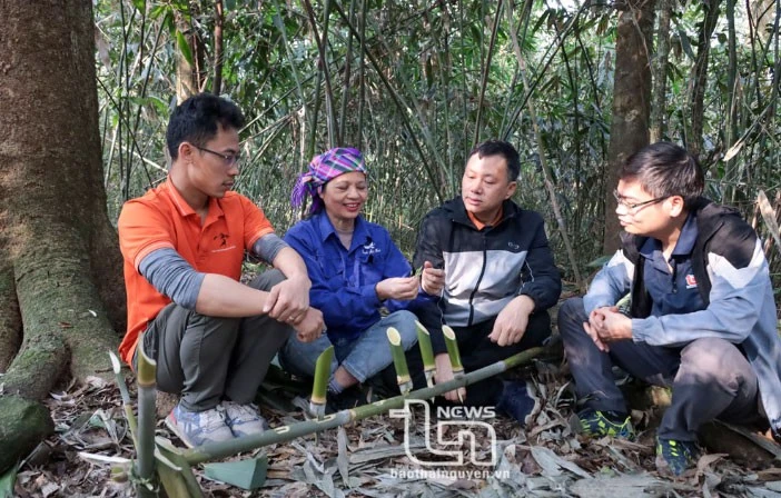 Vén màn' bí ẩn chè cổ núi Tam Đảo thuộc địa phận Thái Nguyên - Kỳ 2: Giống chè Shan quý ảnh 12