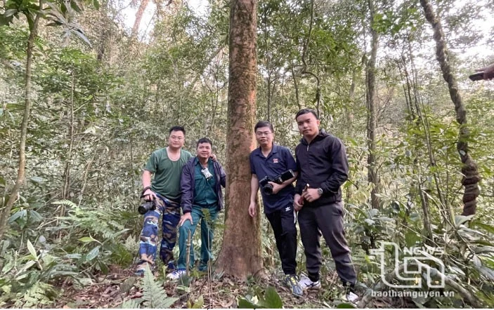 Vén màn' bí ẩn chè cổ núi Tam Đảo thuộc địa phận Thái Nguyên - Kỳ 2: Giống chè Shan quý ảnh 13