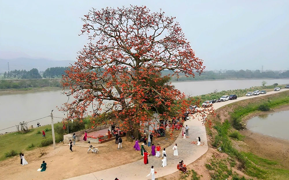 Cây gạo 200 tuổi ở Bắc Giang nở hoa rực rỡ, khách đến đông, ô tô đỗ dọc triền đê ảnh 2