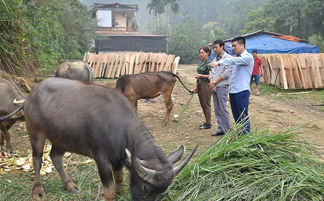 Yên Bái: Nghị quyết 69 thúc đẩy chăn nuôi hàng hóa ảnh 2