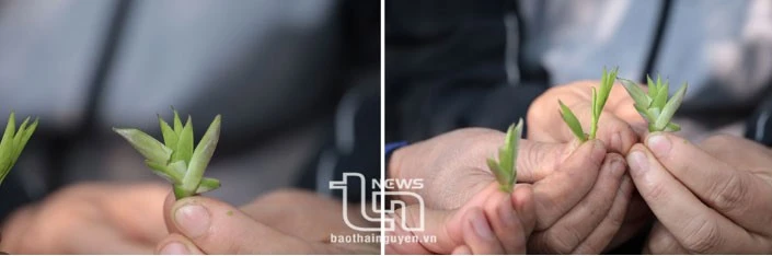 Vén màn' bí ẩn chè cổ núi Tam Đảo thuộc địa phận Thái Nguyên - Kỳ 2: Giống chè Shan quý ảnh 7