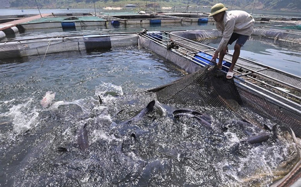 Yên Bình gắn phát triển kinh tế với xây dựng nông thôn mới ảnh 1 Yên Bình gắn phát triển kinh tế với xây dựng nông thôn mới ảnh 1