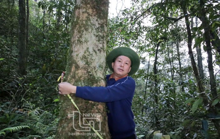 Vén màn' bí ẩn chè cổ núi Tam Đảo thuộc địa phận Thái Nguyên - Kỳ 2: Giống chè Shan quý ảnh 9