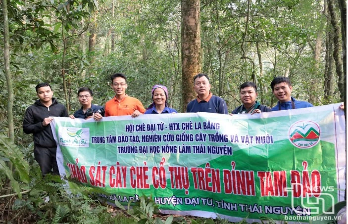 Vén màn' bí ẩn chè cổ núi Tam Đảo thuộc địa phận Thái Nguyên - Kỳ 2: Giống chè Shan quý ảnh 8