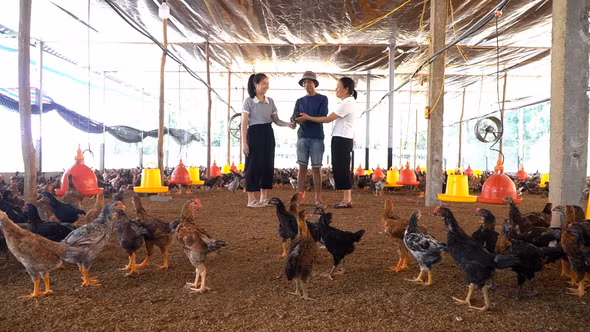 Đi lên từ cây quế