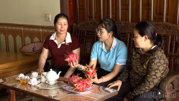 Thanh long ruột đỏ ở xã Quy Mông