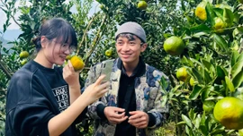 Mường Khương bước vào vụ thu hoạch quýt đặc sản