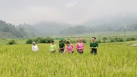 Đánh giá mô hình lúa Séng cù hữu cơ tại xã Mường Vi