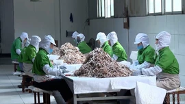 Nâng cao giá trị tre măng sau chế biến