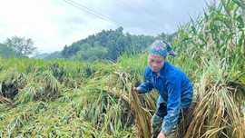 Nỗ lực khắc phục thiệt hại, ổn định mùa vụ
