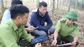 “Gỡ vướng” chi trả dịch vụ môi trường rừng cho hộ gia đình