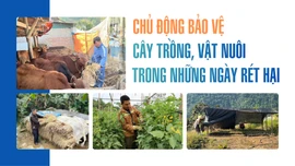 Chủ động bảo vệ cây trồng, vật nuôi trong những ngày rét hại