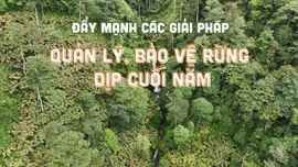 Đẩy mạnh các giải pháp quản lý, bảo vệ rừng dịp cuối năm