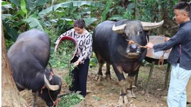 Tăng cường các biện pháp bảo vệ đàn gia súc trong giá rét