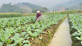 Vụ đông phát huy “hiệu quả kép”