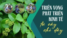 Triển vọng phát triển kinh tế từ cây chè dây