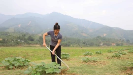 Bảo Yên: Diện tích cây vụ đông tăng 63% so với kế hoạch